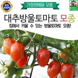 집에서 키울수 있는 대추방울토마토모종 5주