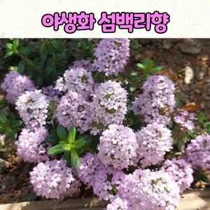 10센티 화분 섬백리향 / 야생화 / 다년초 / 조경식물
