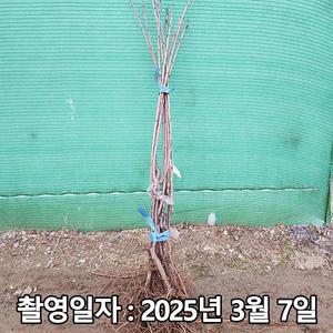 왜성체리(콜트대목) / 러시아8호 / 접목1년 / 1등묘