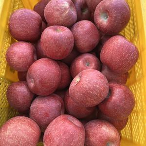 경북 청송 아삭아삭 꿀덩이 햇 사과 10KG