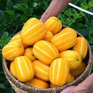 [품질보장] 당도선별 성주 꿀 참외 3kg 5kg