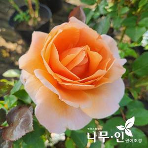 [기타][나무인] 고급사계줄장미 유럽덩굴장미 10종중 품종선택