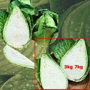 고깔양배추 제주 달콤아삭 양배추 콜라비 3kg 6kg