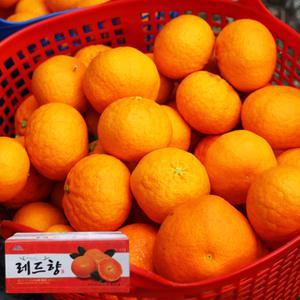 제주직송 고당도 햇 레드향 3KG