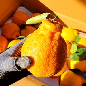 제주 고당도 햇 한라봉 5KG