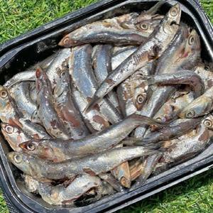 멸치 국내산 모든순간 생멸치 500g 냉동 생물 생선