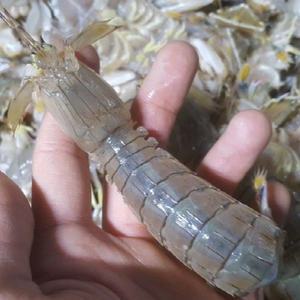 국내산 자연산 활 갯가재 500g 1kg 쏙 생물갯가재