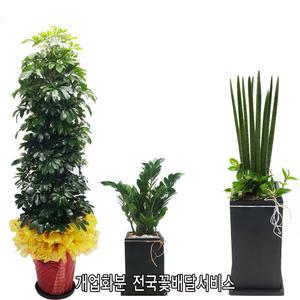 전국 꽃배달 서비스 이전개업화분