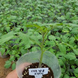 오렌지 대추 방울토마토 2주 (2주 1셋트)모종 (한정판입니다)가지고 있는 물량소모시 중지합니다.