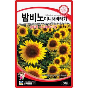 세계종묘 밤비노 미니해바라기 씨앗 30립 미니 해바라기 꽃씨 야생화 종자