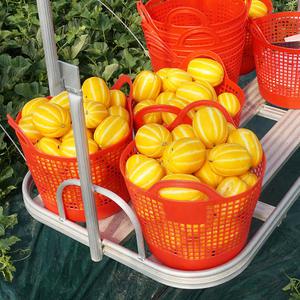 경북 성주 산지출고 꿀맛 참외 2kg