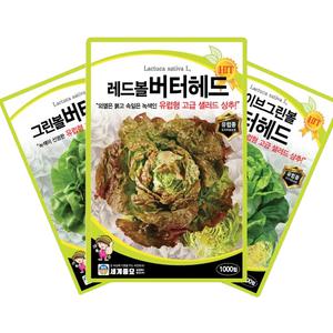 유럽형 샐러드 상추 씨앗 3종 세트 그린볼 레드볼 버터헤드 상추씨 종자