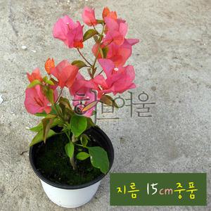 [허브여울관엽] 부겐베리아 주황/오렌지 (Bougainvillea) 지름 15cm 중품화분