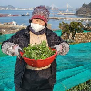 거문도 해풍쑥 노지생쑥 어린쑥 노지쑥 거문도쑥 1kg 2kg