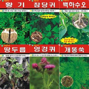 BEGREENMALL 텃밭용 산채류 씨앗 모음 AR2 (황기 개똥쑥 엉겅퀴 참당귀 백하수오 방아 눈개승마 산마늘 )