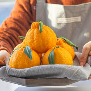 새콤달콤 제주 한라봉 가정용 5kg