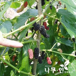[기타][나무인]수퍼오디(왕오디) 뽕나무묘목 2개