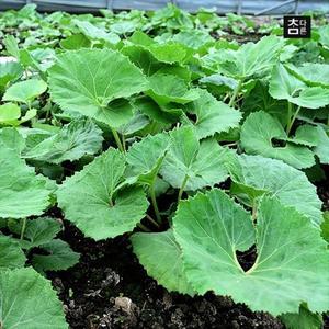 참다른 산지직송 봄 제철 나물 거창 머위 2kg