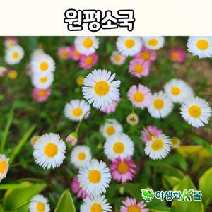 원평소국(10cm화분) 야생화 모종