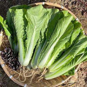 국내산 얼갈이 배추 1단 800g내외 2단 총 1.6kg