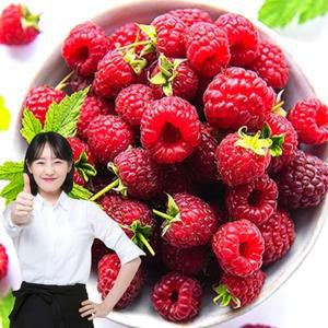 포미식탁 국내산 제철 생 산딸기 250g x 1팩
