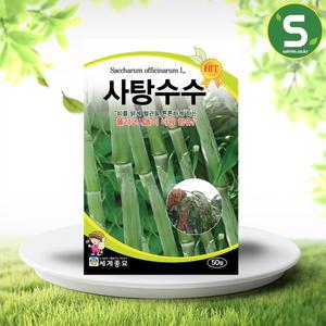 사탕수수씨앗 50립 사탕수수 희귀씨앗