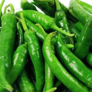 맵고 달큰한 청양고추 (1kg) 야채과일 야과몰