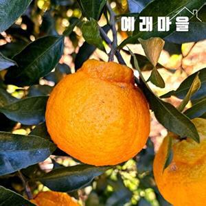 [식탐대첩]예래마을 제주 실속형 한라봉 10kg 과수랜덤