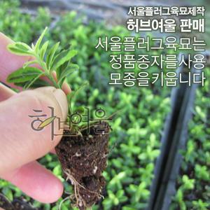 [허브여울] 황금좀사철모종 (노지월동/공기정화/울타리) 5개 - 서울육묘생산 정품모종