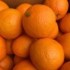 [롯데백화점]내당농산 [내당농산]달달한 제주 하우스 청견 오렌지 감귤 소과 2.5kg
