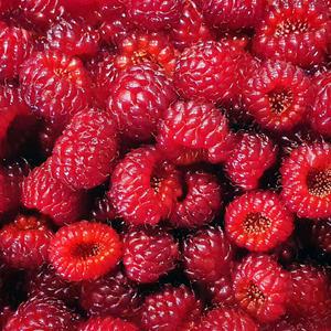 새콤 달콤함 가득 국낸산 산딸기 생과 250g/500g/1kg