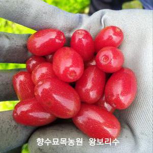 향수묘목농원  보리수나무 왕보리수3년생분묘