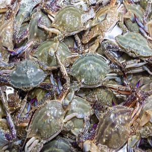 [연평도 암꽃게]당일조업 활꽃게 100%싱싱할 때 산지급랭 신선도 유지1kg(3-5미)