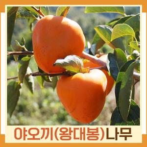 감나무(야오끼/왕대봉) 접목1년 뿌리 중묘 (1주) 다승농원