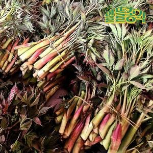 강원도 인제 산지직송 고랭지 눈개승마(삼나물) 2kg