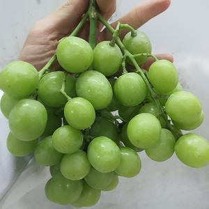 썬리지 직수입 고당도 청포도 아삭 달콤 씨없는 오톰크리스피/스윗글로브/아라15 등 대용량 4kg