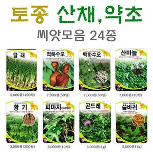 토종산채약초씨앗/곤달비 궁채나물 취나물 공심채 고수 하수오 산마늘 곰취 방풍 더덕 백도라지 인삼 씨앗