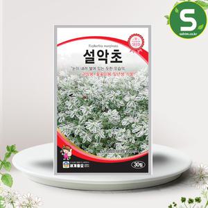 설악초씨앗 30립 설악초 꽃씨앗 관산용 꽃씨 야생화