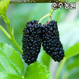 왕오디나무, 울트라뽕나무 묘목 접목1년 뿌리묘 1개/유실수/과실수