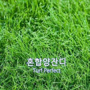 혼합 양잔디 씨앗 1kg 풀씨 법면녹화 경사면녹화