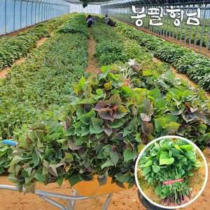 [봉팔형님]호풍미모종 5kg 고구마싹 호박고구마모종