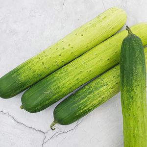 오이 씹을수록 아삭아삭한 백다다기 백오이 상품 특품
