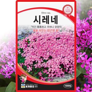 세계종묘 시레네 씨앗 1000립 시래네 씨 꽃 잔디 종자