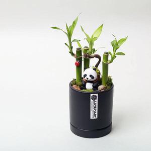 아트박스/러브피어리 판다 스토리팟 DIY 키트 테라리움 만들기 미니화분