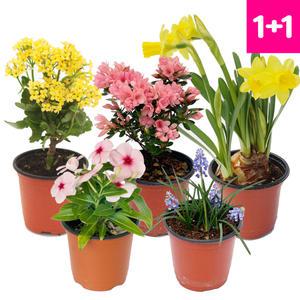 1+1 봄꽃화분 꽃 모종 화분 균일가 골라담기 생화택배