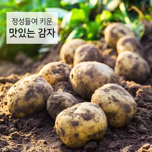 야과몰 우리 농산물 맛있는 건강 못난이 감자 중대과  10kg (1kg 당 6~7개 내외)