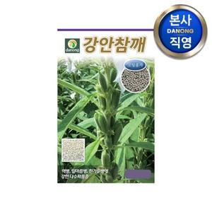 강안참깨 (코팅 종자) 씨앗 3000립 . 외대깨 소분지깨 채소 파종 씨 종자.