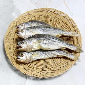 영광 법성포 부세 특대 보리굴비 1마리