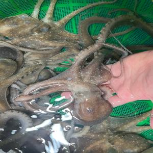 당일바리 국내산 산낙지 활낙지 1kg 5미