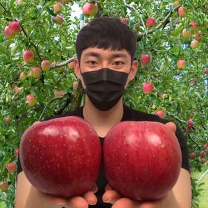 후지 홍로사과 부사사과 꿀 흠집 못난이 보조개 사과 9kg 대과